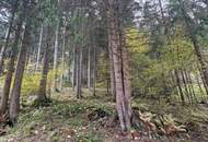 Zusammenhängende, ca. 2,35 ha große Waldfläche in Weitenbach bei Reichenfels im Lavanttal