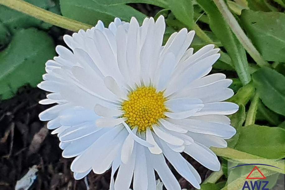 Sonniger Baugrund in zentraler Lage! Ein Ort zum Wohlfühlen!, Grund und Boden-kauf, 8076 Graz-Umgebung