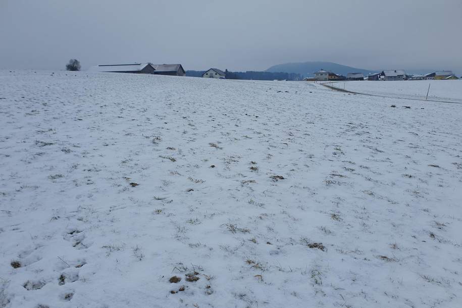 Landwirtschaftlicher Nutzgrund ca. 2,5 ha, Grund und Boden-kauf, 375.000,€, 5211 Braunau am Inn