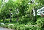 Baugrundstück mit alten Baumbestand