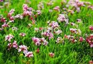 Sonniges Grundstück in Top-Lage!Aufschließung bereits entrichtet!