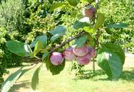 Historische Altbauvilla trifft auf modernen Luxus – Ihre private Residenz an der Leitha!