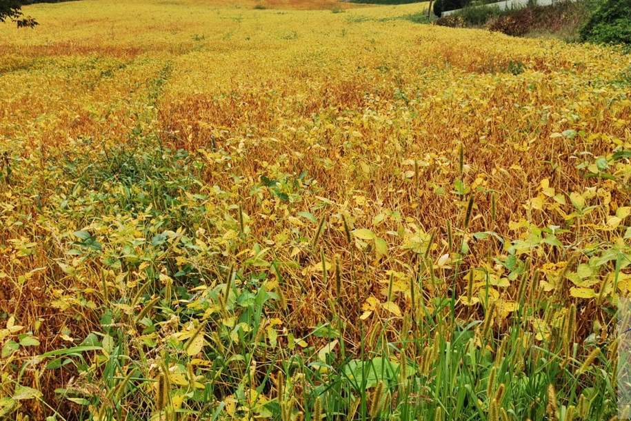 Wunderschönes, größeres Baugrundstück in sonniger Lage in Bachmanning!, Grund und Boden-kauf, 4672 Wels-Land