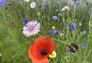 Provisionsfrei - gemütliche Wohnung mit Terrassen &amp; Kamin