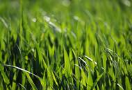 Landwirtschaftliche Fläche (ein Grundstück mit ca. 9,2 ha) - BEZIRK OBERWART!