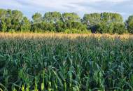 EINE SELTENE GELEGENHEIT AUF EINE KLEINE ACKERFLÄCHE IN FREUNDORF - ZUSAMMENHÄNGENDE LANDWIRTSCHAFTLICHE FLÄCHE