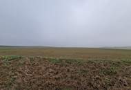 TOLLE ACKERFLÄCHE IN SÜDSEITIGER AUSRICHTUNG MIT GUTER BONITÄT IN GROßMUGL