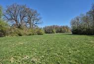 landwirtschaftlicher Grund mit Wald