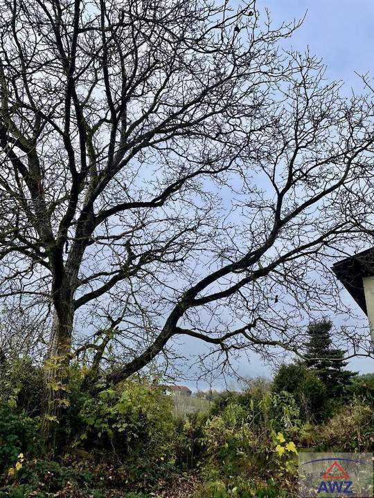 Traumhaftes BaugrundstÃŒck mit Altbestand in sehr guter Lage!