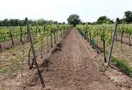 SELTENE GELEGENHEIT: WEINGÄRTEN IN ENGELMANNSBRUNN, FELS AM WAGRAM, RUPPERSTHAL UND THÜRNTHAL - WEINGARTEN, LANDWIRTSCHAFTLICHE FLÄCHE