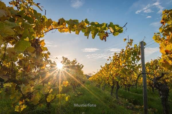 Großzügiges Weingut mit umfangreichen Hallen- und Lagerflächen