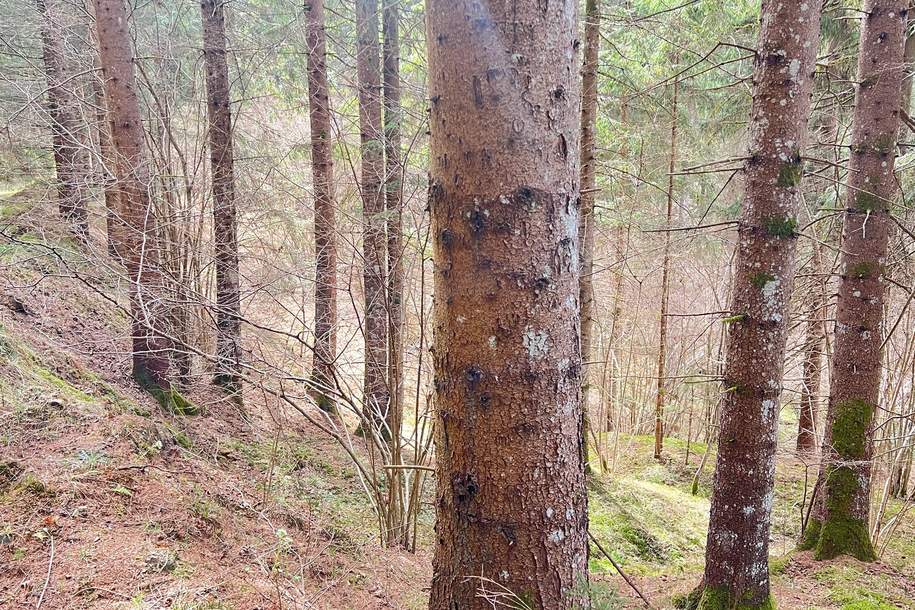 Wald im Gurktal (Provisionsfrei), Gewerbeobjekt-kauf, 160.000,€, 9342 Sankt Veit an der Glan