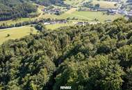 Naturnaher Mischwald mit ausgewogenem Laub- und Nadelholzbestand