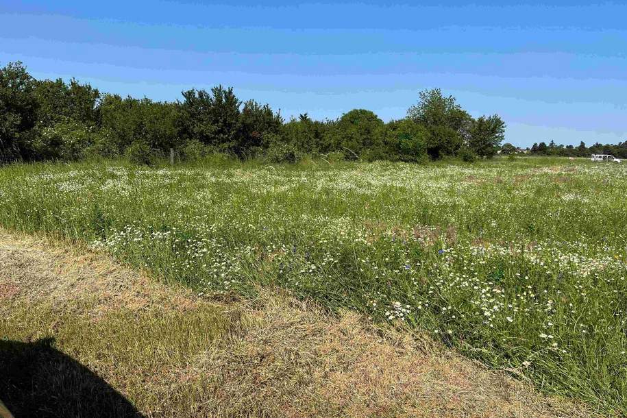 NEUER PREIS und FÜR ANLEGER!, Grund und Boden-kauf, 2230 Gänserndorf