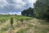 Bad Waltersdorf: Weinberge, Ackerflächen und Wald für experimentierfreudige Winzer oder Landwirte mit Vision