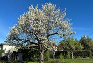 Neuwertiges Wohnhaus auf 479 m² Eigengrund in Kleingarten Simmeringer Haide, Wien 1110