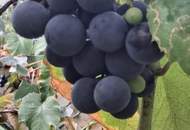 ,,Kleines Haus und großer Obstgarten in Hornstein!"