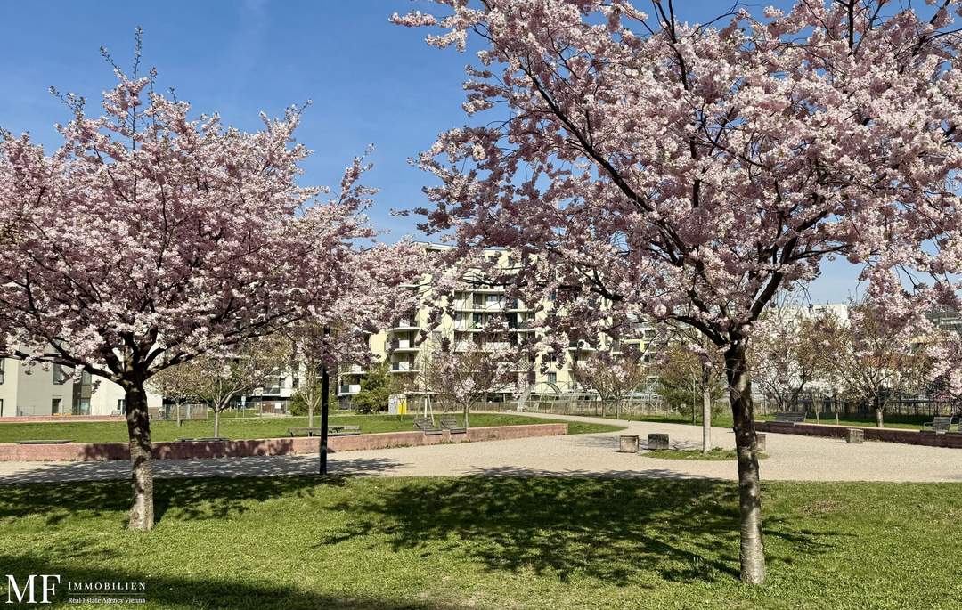 Zur Ruhe kommen, im Kirschblütenpark