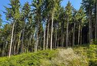 PERFEKTER HOBBY-WALD mit Arbeitshütte !