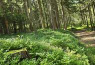 Landwirtschaftliche Fläche mit Waldgrundstück und Gebäude