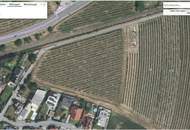 Riesling Weingarten Riede Röthling - PROVISIONSFREI!