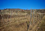 „Pfarrerkeller“ in Top-Lage in Rohrendorf bei Krems