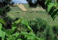 Charmante Eigentumswohnung mit Balkon und Grünblick