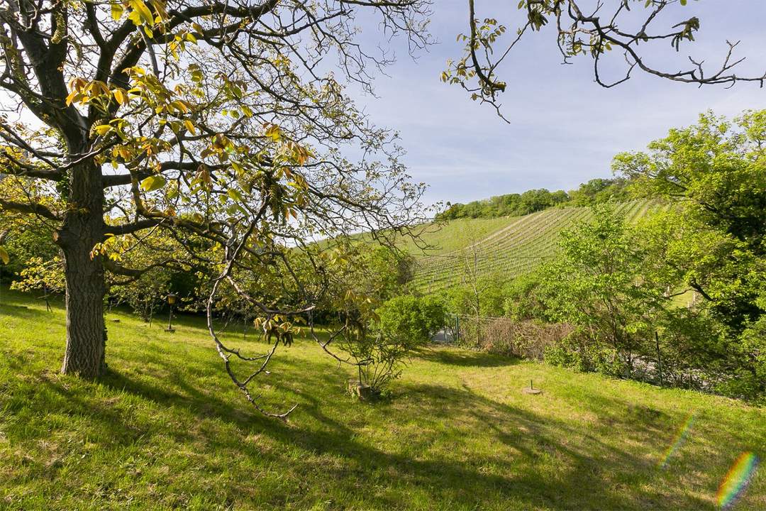 Wohnen zwischen den Weinreben - einzigartiges Grundstück am Nußberg