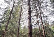 Wald im Gurktal (Provisionsfrei)