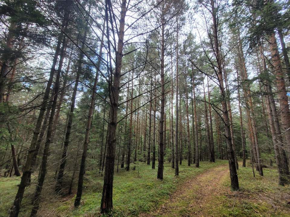 Wald zu verkaufen – 2 gepflegte Parzellen à ca. 4 ha (insgesamt ca. 8,3 ha) im südlichen Waldviertel
