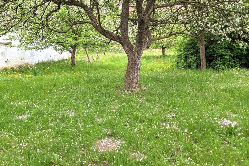 Einfamilienhaus mit ländlichem Charme und Flair mit großem, grünen Garten und Obstbäumen in kleinem, aber feinem Dorf Karl, Haus-miete, 1.100,00,€, 7372 Oberpullendorf