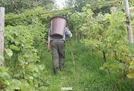 IN SLOWENIEN!! Authentisches Kellerstöckl mit Weinberg in Slowenien!