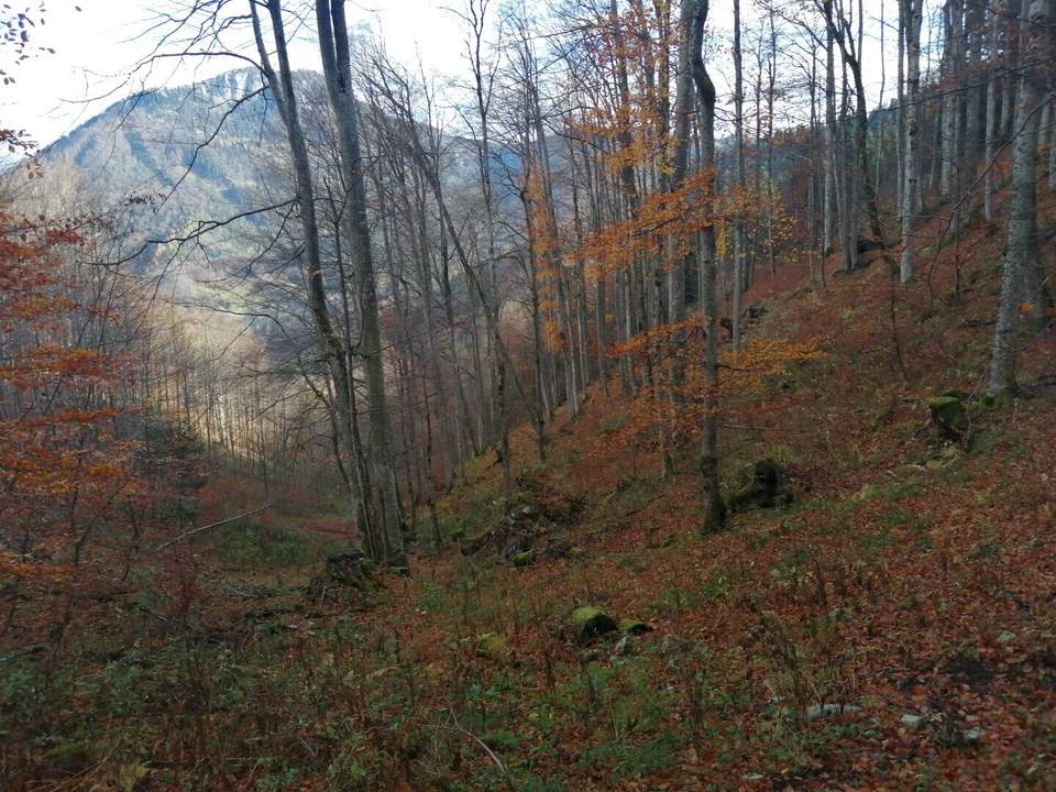 Mischwald zu verkaufen