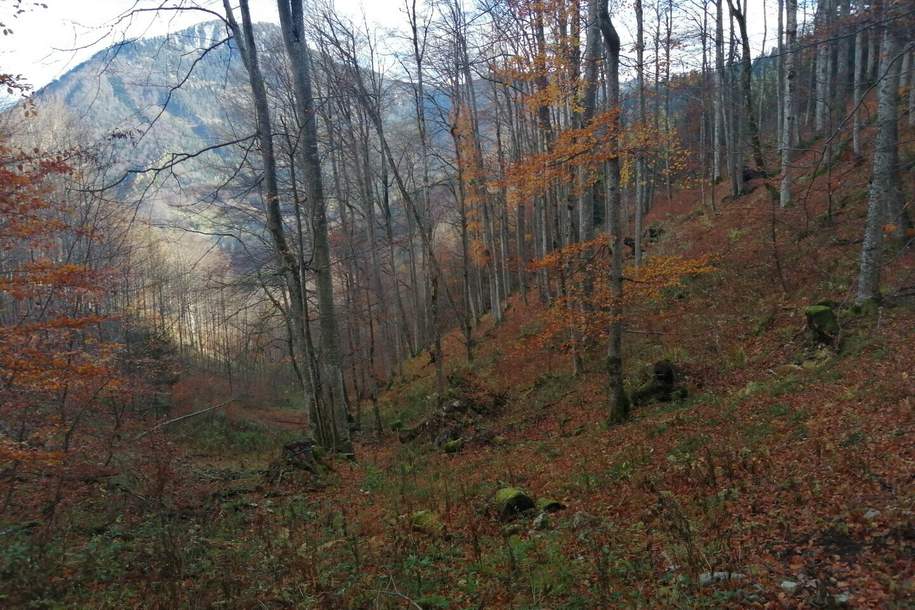 Mischwald zu verkaufen, Grund und Boden-kauf, 46.256,€, 3292 Scheibbs