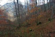 Mischwald zu verkaufen