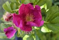 WOHNEN - INVESTIEREN - GESTALTEN – MEHRFAMILIENHAUS MIT TRAUMGRUNDSTÜCK UND ENTWICKLUNGSPOTENZIAL IN SEEBODEN AM MILLSTÄTTER SEE