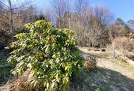 AN DER SONNENSEITE AM WALDRAND!