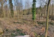 Wald und Wiese