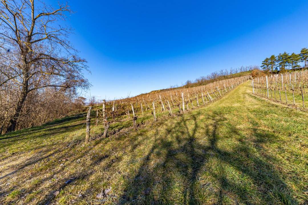 8798 m² WEINGARTEN IN DEN HÜGELN VON FAHNDORF - PANORAMALAGE!