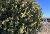 Grundstück in Hohenau