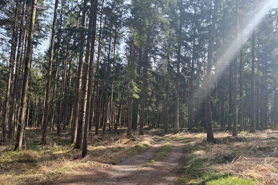 Wald, Gewerbeobjekt-kauf, 5231 Braunau am Inn