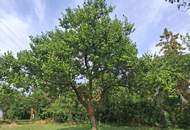 ,,Kleines Haus und großer Obstgarten in Hornstein!"
