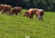 "Hof zur Steinwänd" Gasthof und Bauernhof mit Fremdenzimmern - Wald und Wiesen mit herrlichen Naturplätzen!