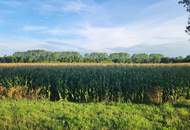 EINE SELTENE GELEGENHEIT AUF EINE KLEINE ACKERFLÄCHE IN FREUNDORF - ZUSAMMENHÄNGENDE LANDWIRTSCHAFTLICHE FLÄCHE