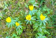 Liebevoll saniertes Einfamilienhaus - nahe Graz