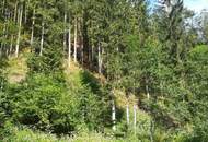 Ca. 8.5 ha Wald entlang der Waldaist !