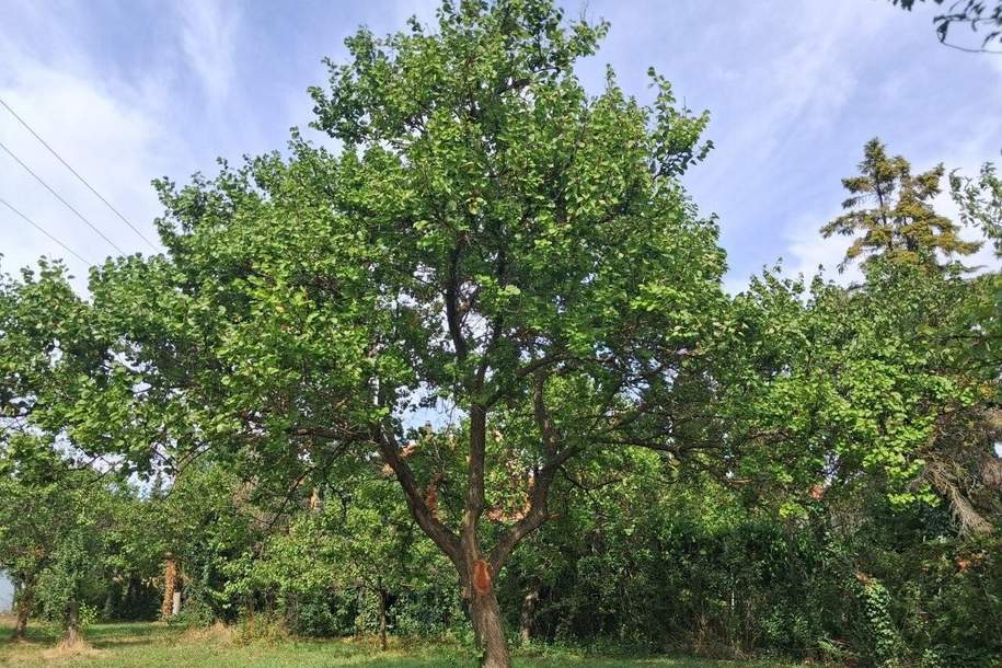 ,,Bauland und großer Obstgarten - Liegenschaft in Hornstein nahe Neufeldersee,,, Grund und Boden-kauf, 465.000,€, 7053 Eisenstadt-Umgebung