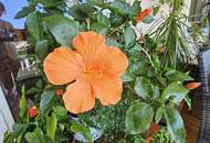 DIE WOHNUNG – INVESTMENT MIT HERZ AM FAAKER SEE - wunderschöner Platz für Inspiration und Lebensfreude