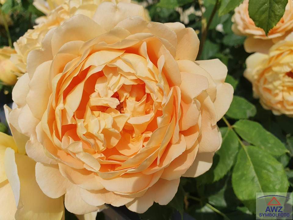 Luxuswohnung im Herzen von Wien!