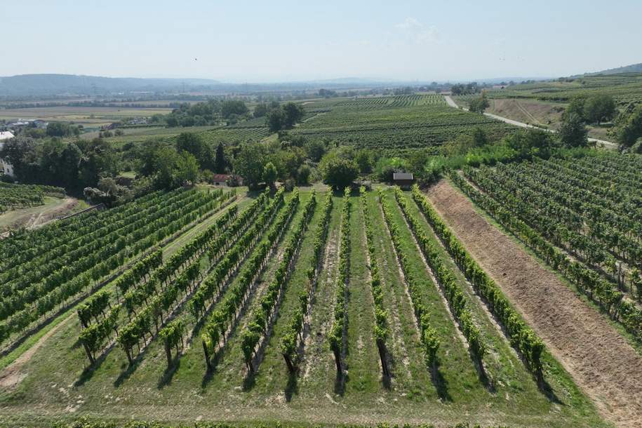 Einzigartige Möglichkeit, Weingarten mit ehemaligem Presshaus und Kellerröhre, Grund und Boden-kauf, 3134 Sankt Pölten(Land)